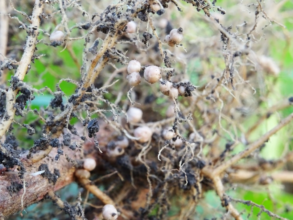 Nódulos ricos en nitrógeno en las raíces de una leguminosa