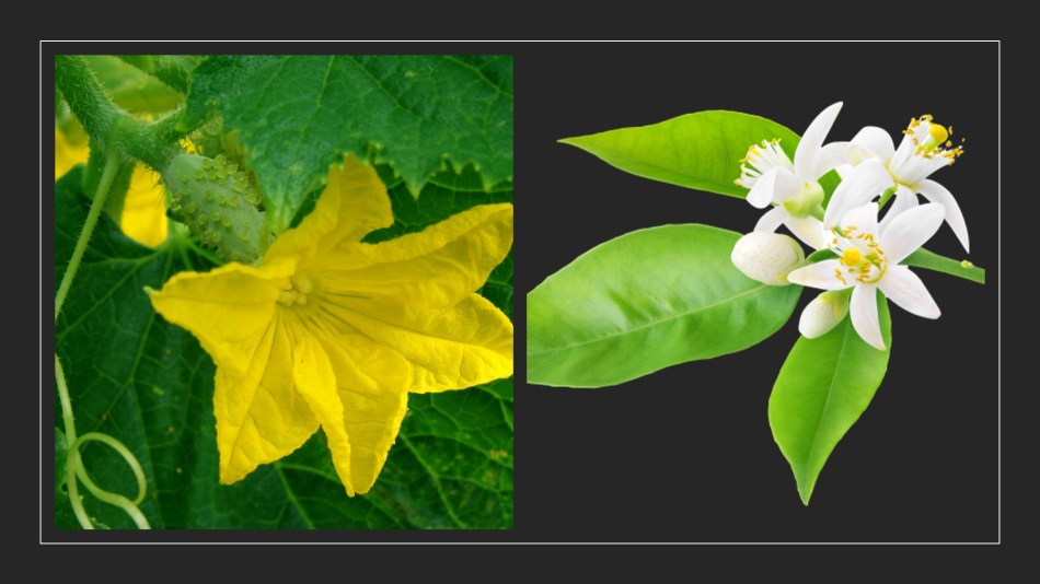Dos fotos: flor de pepino amarilla, flor de naranja blanca.