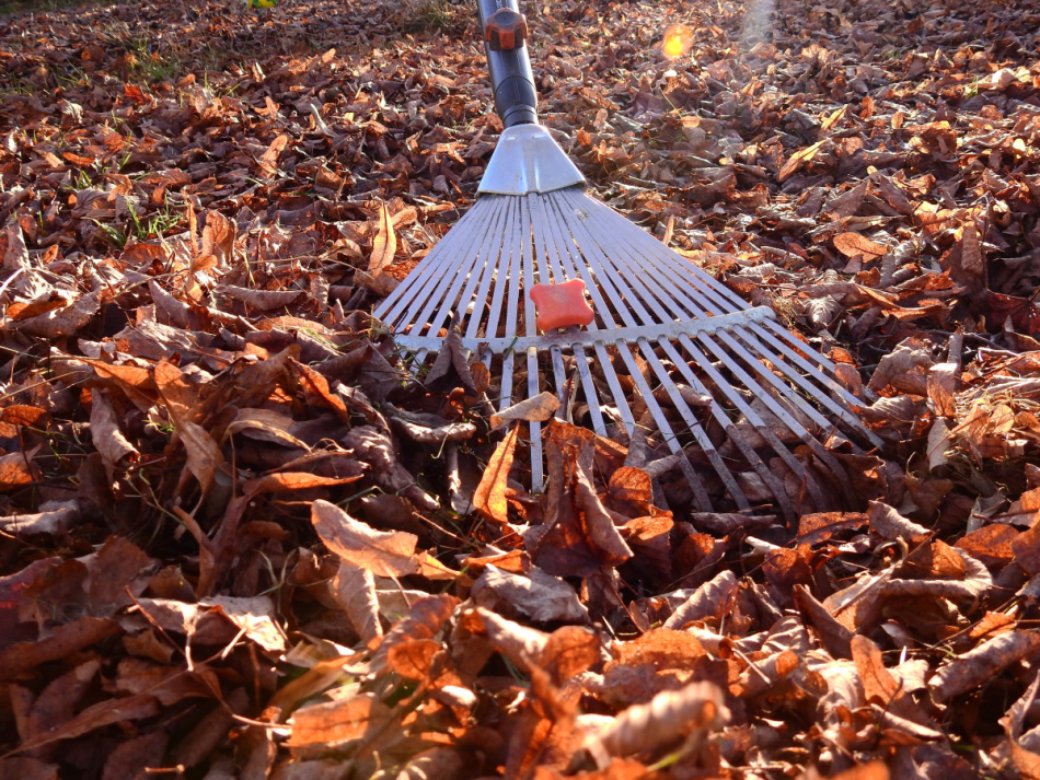 rallar las hojas secas de los árboles para hacer una limpieza otoñal