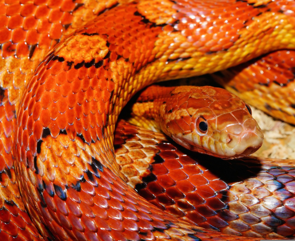 Serpiente de maíz con colores naranja y rojo.