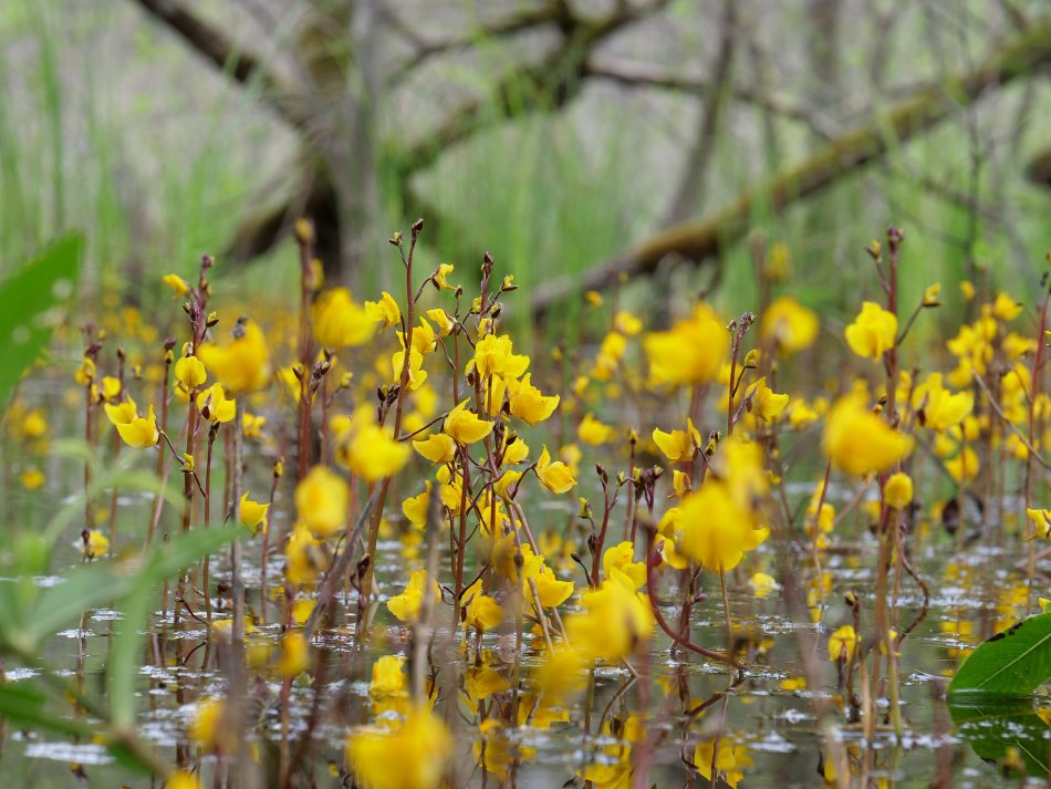 Bladderwort en flor.  La planta está completamente sumergida, pero estas flores amarillas se elevan sobre el agua.