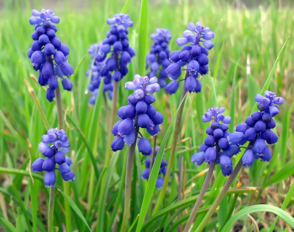 Jacintos de uva con flores azul violeta.