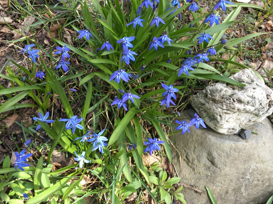 montaña siberiana con flores azules