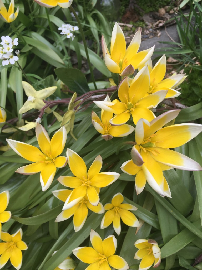 Tulipanes tarda con pequeñas flores amarillas con puntas blancas. 