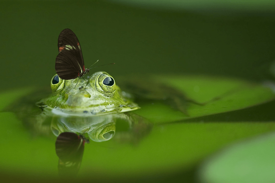 Cabeza de rana que sobresale del agua con una mariposa en la cabeza, anuro