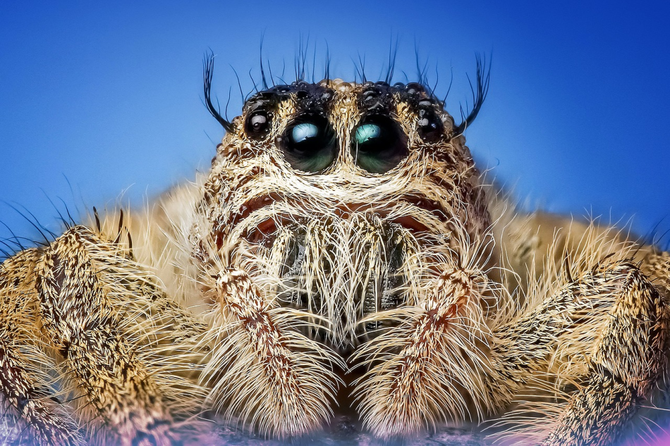 Primer plano de la cara de una araña