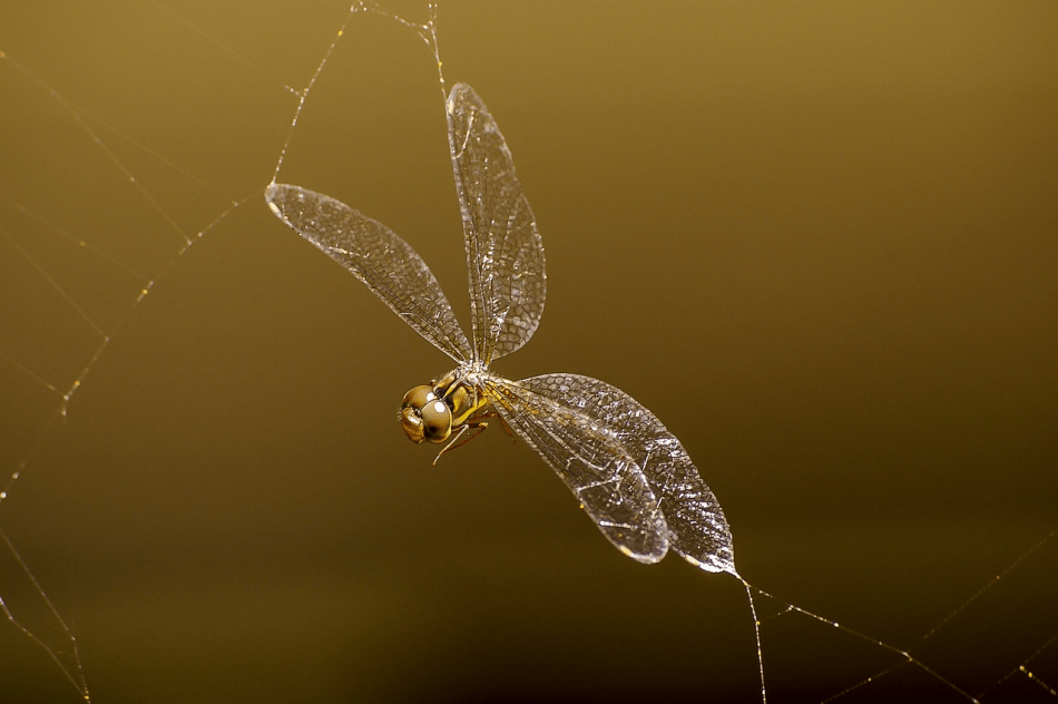 libélulas en una telaraña
