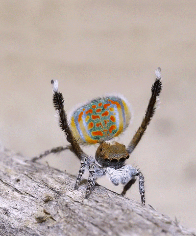 Araña pavo real que parece estar bailando