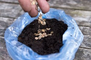 Como plantar en compost