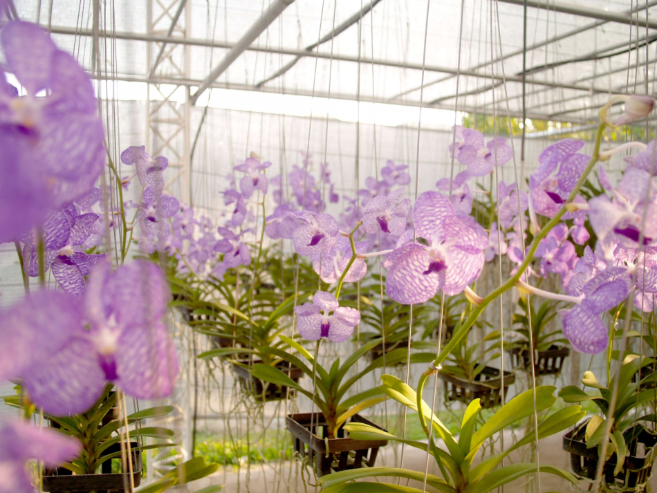 Invernadero lleno de orquídeas florecientes