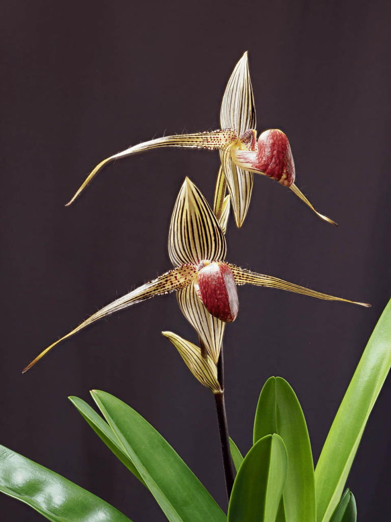 orquídea rara