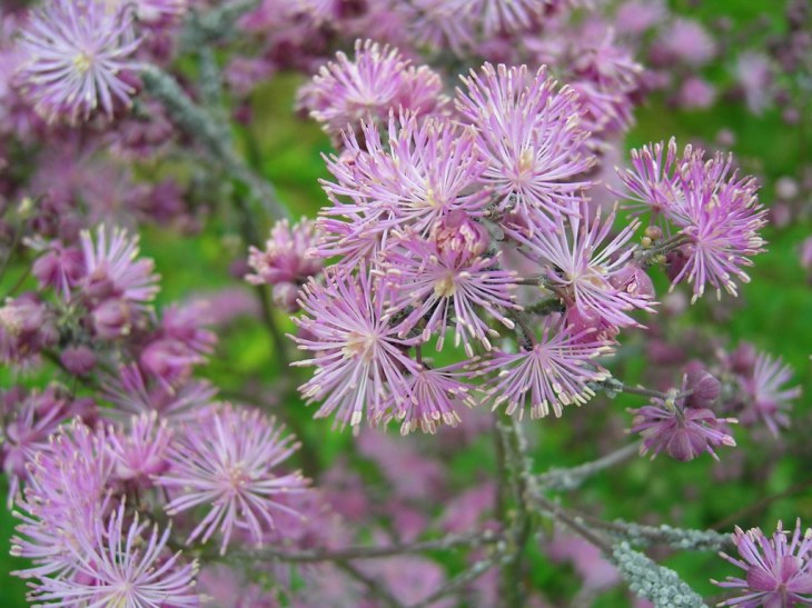 Flor de color púrpura Pigamon con hojas de Columbine