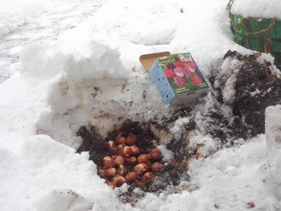 Bulbos de tulipán en un agujero bajo la nieve
