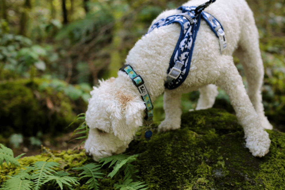 Un perro blanco en el bosque.