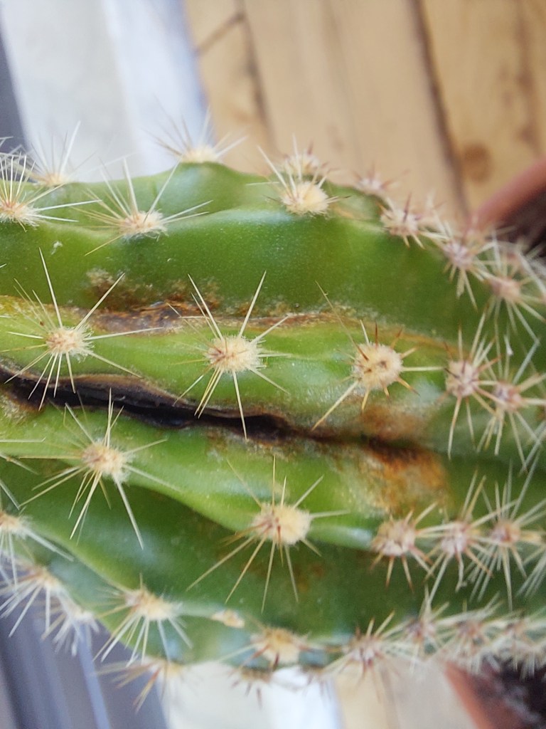 Cactus dañado por trips