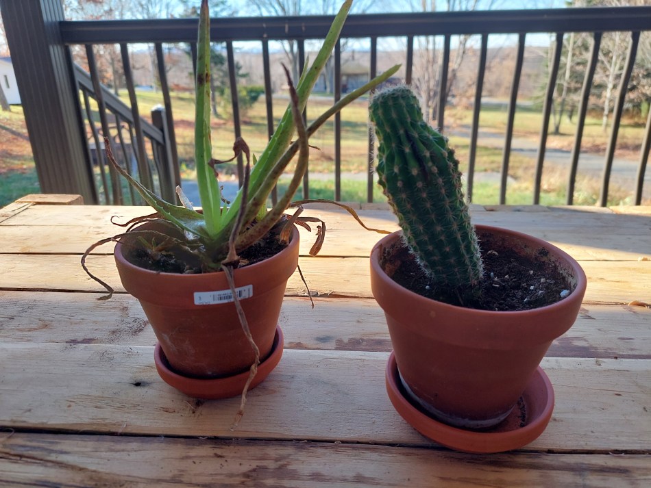 Dos plantas de interior afuera