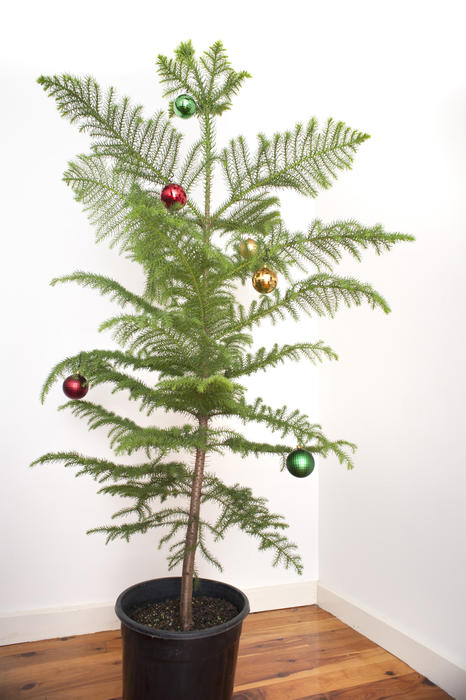 Pino de Norfolk decorado con bolas de Navidad