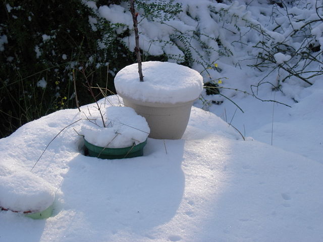 nieve en macetas