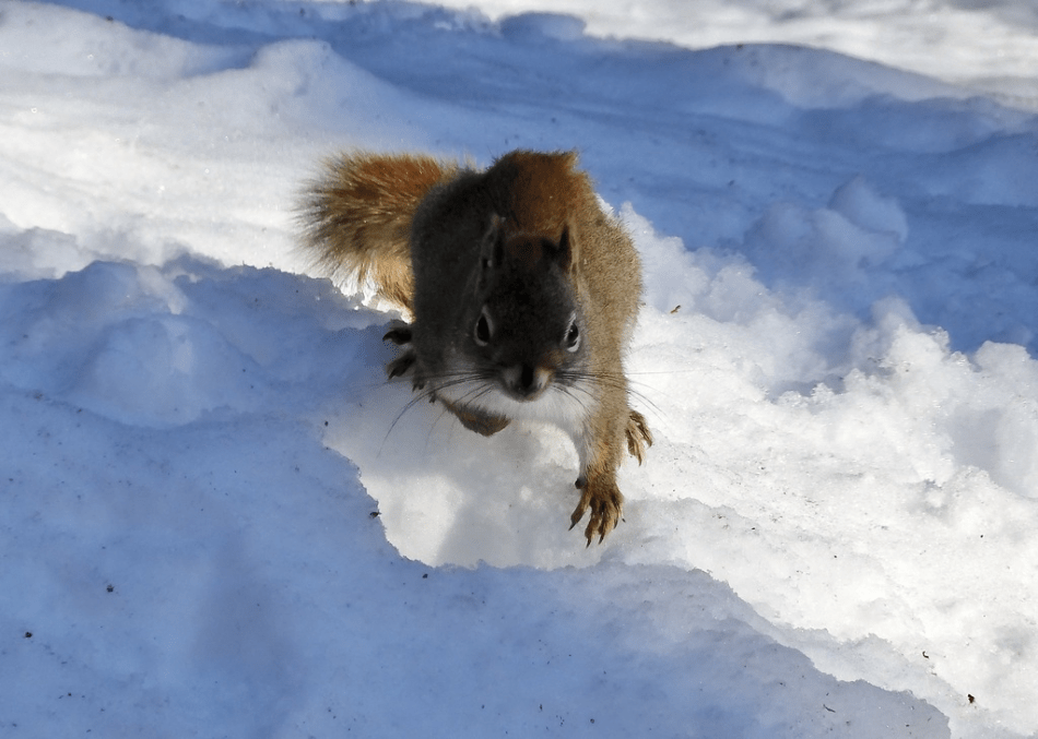 Las ardillas rojas cavan en la nieve