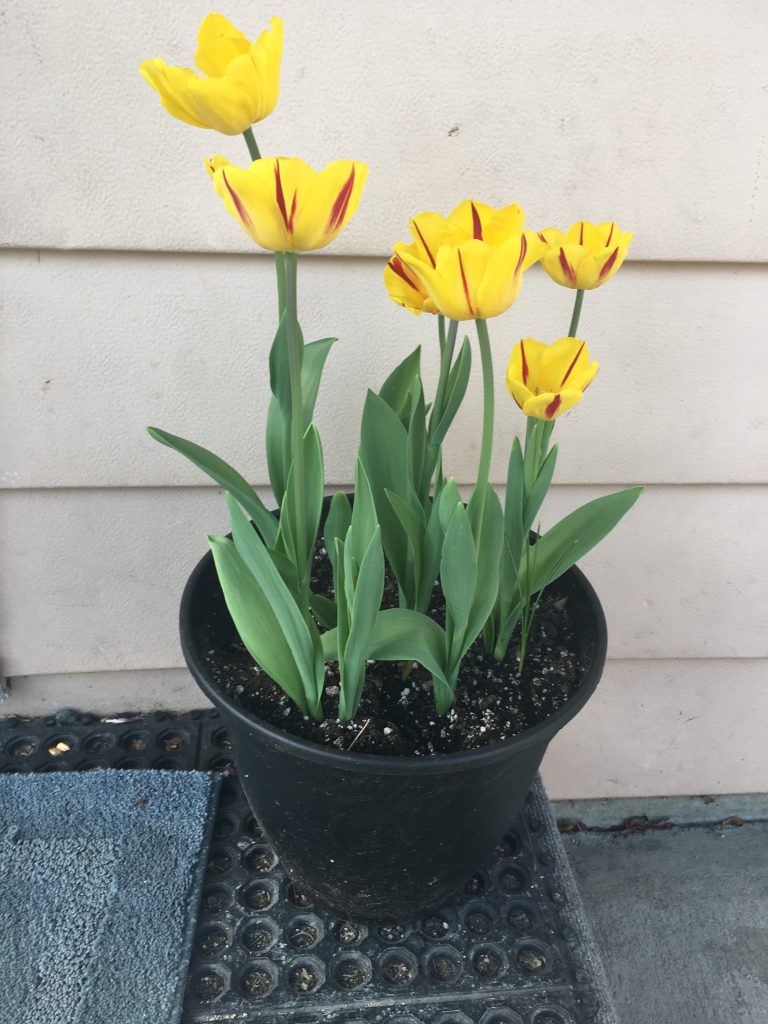 Tulipanes amarillos en una olla.