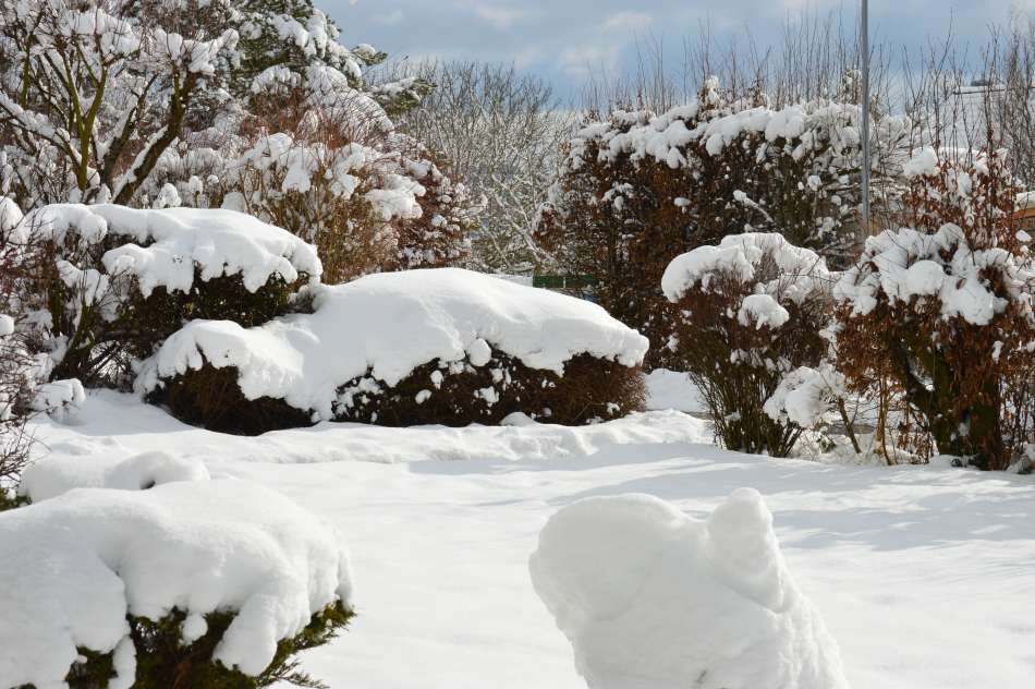 Un jardín bajo la nieve sin protección invernal