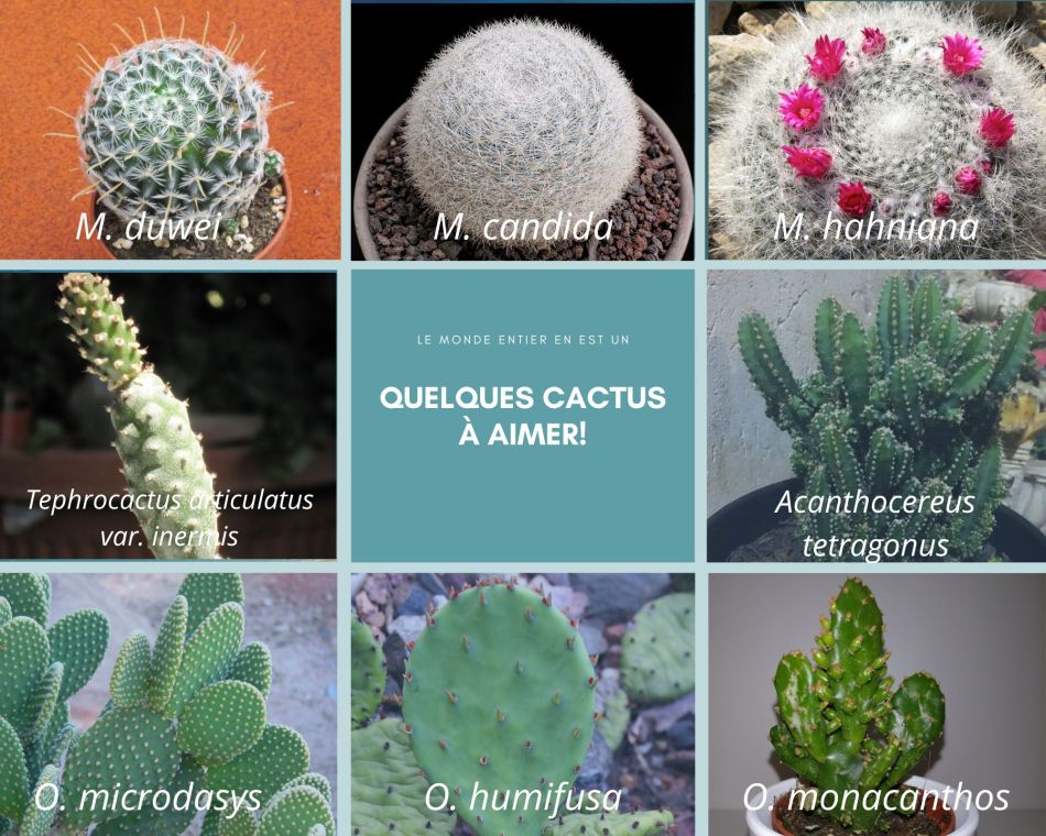 Más cactus