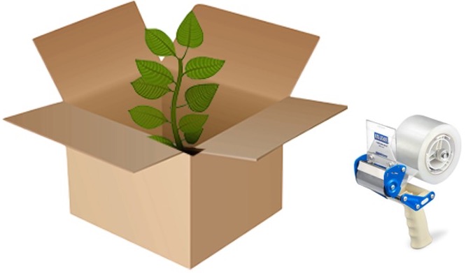 Planta en caja de cartón y rollo de papel adhesivo