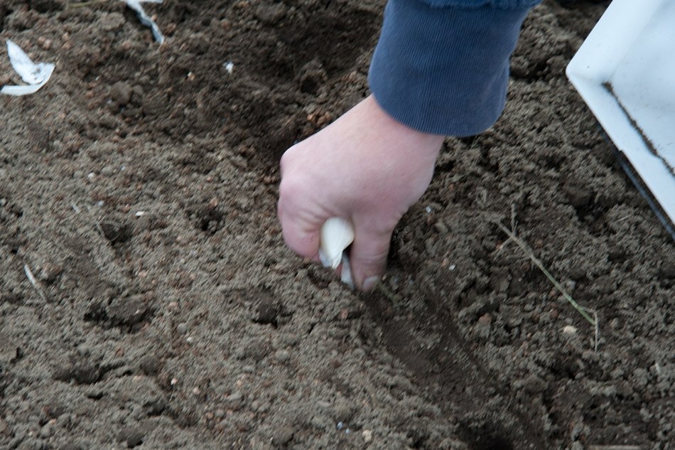 Una mano planta un diente de ajo en el suelo.