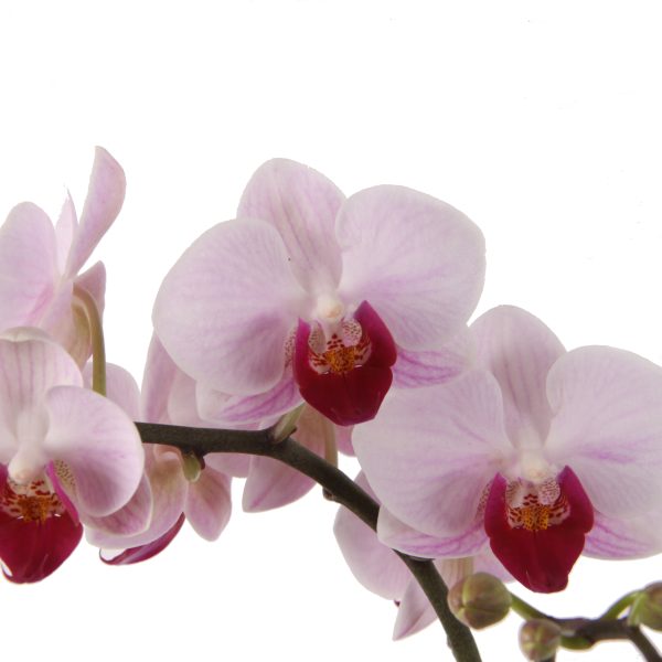 Rosa suave de Costa Farms - Año de la orquídea - National Garden Bureau