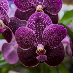 Orquídea: Cuidados, Variedades y Secretos para una Floración Espectacular