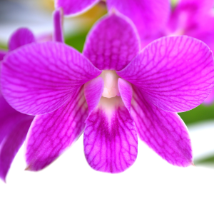 Orquídeas Dendrobium - Oficina Nacional de Jardinería