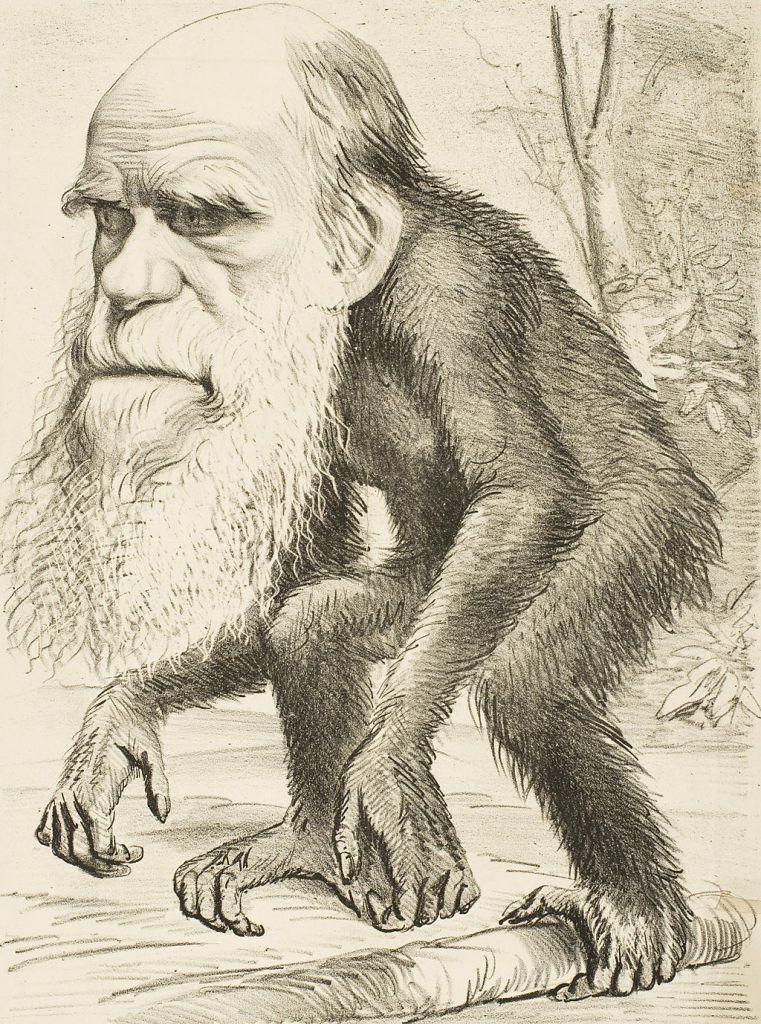 Dibujo de un mono con cabeza de Darwin