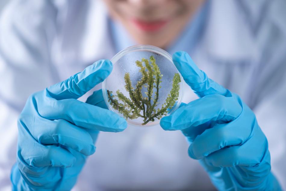 Una persona sostiene una placa de Petri con una planta.