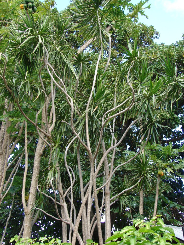 Dracaena reflexa var.  angustifolia exterior con varias ramas