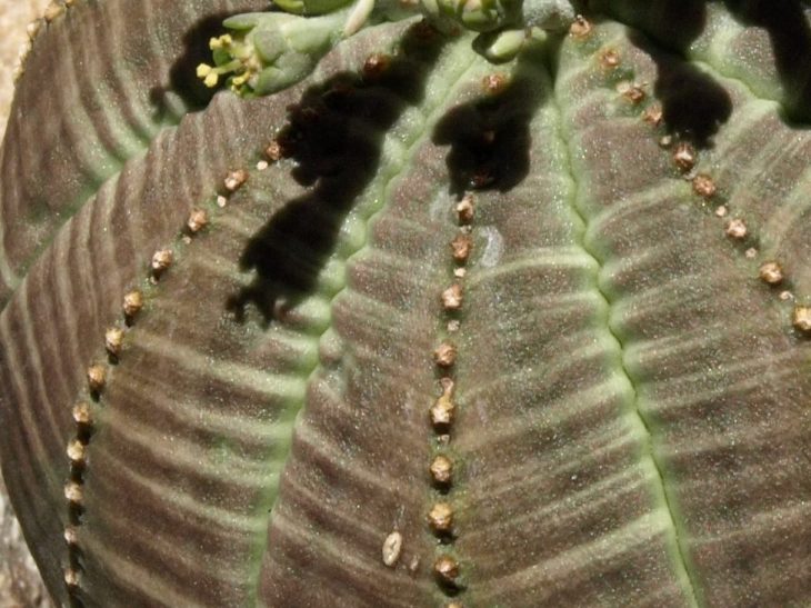     Euphorbia obesa una suculenta esférica