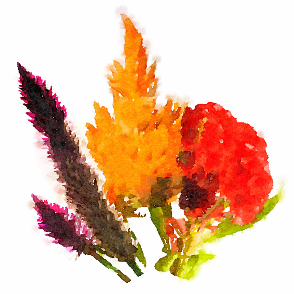 Celosía: Una guía detallada para cultivar y disfrutar de sus vibrantes flores en tu hogar