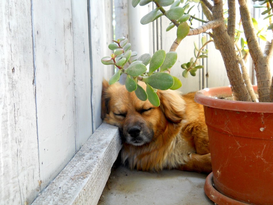 Perro duerme cerca de una planta