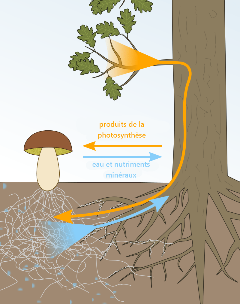 Diagrama que muestra la simbiosis entre micorrizas y una planta 