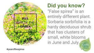 Spirea falsa no es lo mismo que Spirea - Año de la Spirea - National Garden Bureau