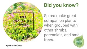 Las Spireas son buenas plantas de compañía - Year of the Spirea - National Garden Bureau
