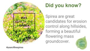 Spirea es excelente para el control de la erosión - Year of the Spirea - National Garden Bureau