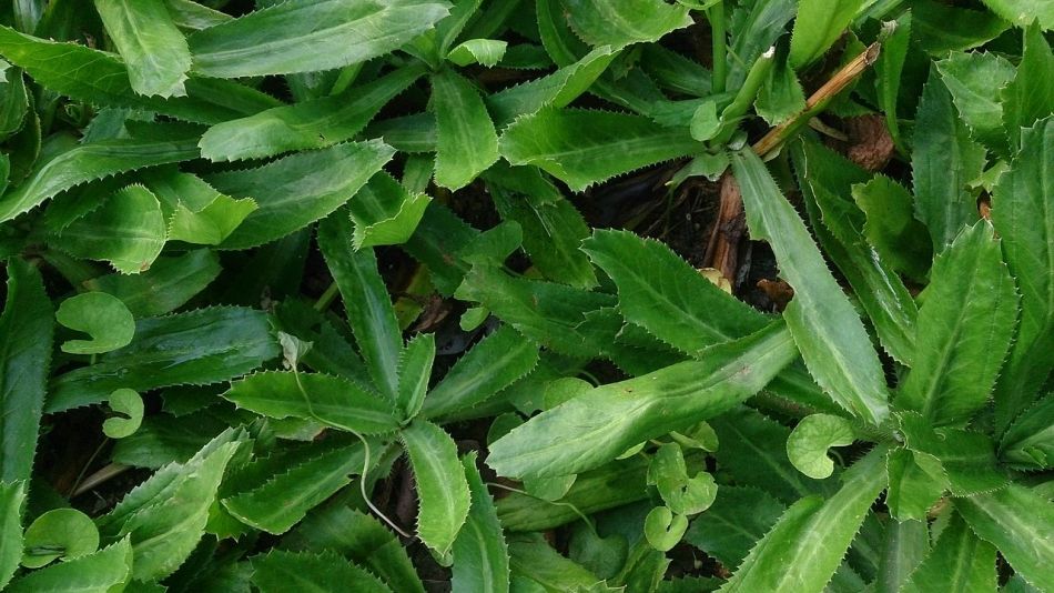 Culantro o cilantro mexicaín (Eryngium foetidum)