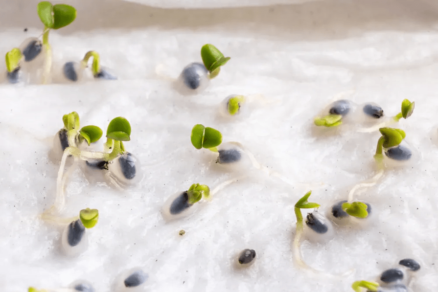 Pregerminacion de semillas