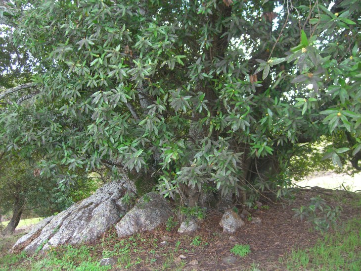 árbol de laurel