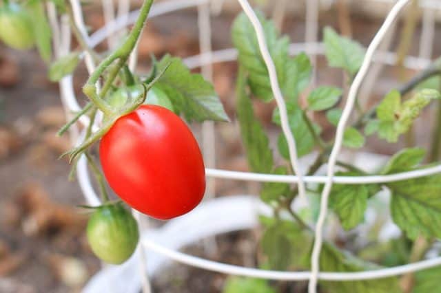 Tomates, hortalizas sencillas para cultivar en macetas