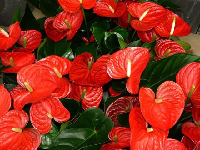 Planta de anturio con flores rojas