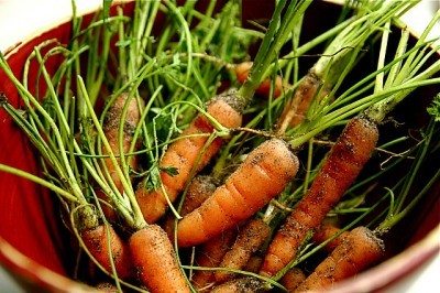 Zanahorias, una hortaliza fácil de cultivar incluso en macetas