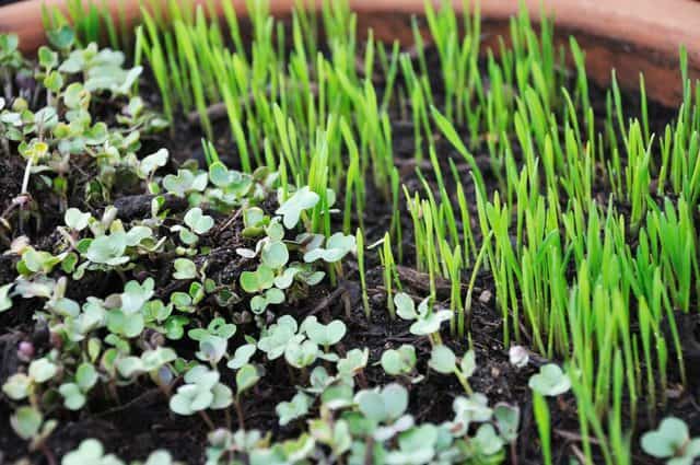 Microgreen, perfecto para cultivar en un espacio reducido
