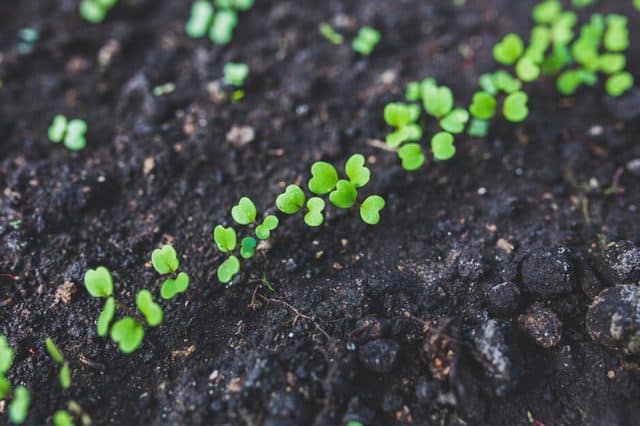 Rúcula, una hortaliza que se puede cultivar incluso en un espacio reducido