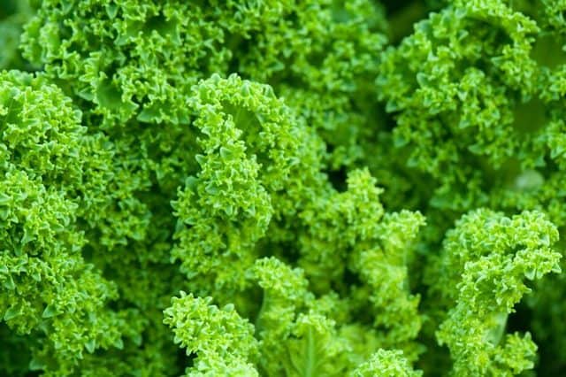 Kale, una hortaliza que se puede cultivar incluso en un espacio reducido